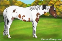 Horse Color:White Spotted Bay Tobiano 