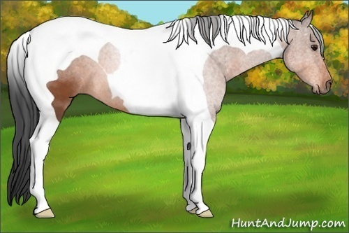 Horse Color: Bay Tobiano 