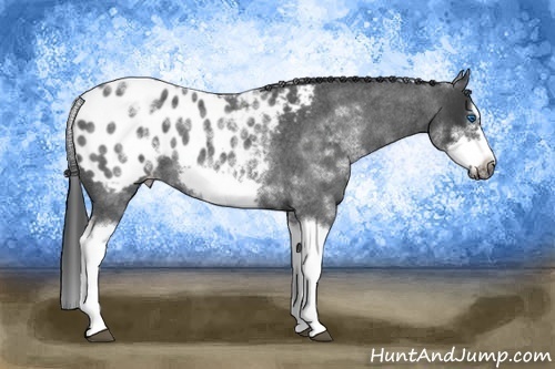 Horse Color: White Spotted Blue Roan Splash Frame Blanket 