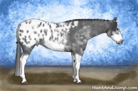 Horse Color:White Spotted Blue Roan Splash Frame Appaloosa