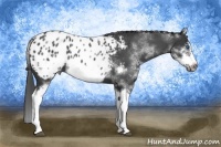 Horse Color:White Spotted Blue Roan Splash Frame Appaloosa