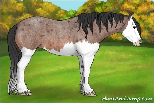 Horse Color:Bay Roan Splash