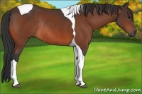 Horse Color:Bay Tobiano Rabicano 