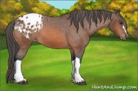 Horse Color:Bay Appaloosa 