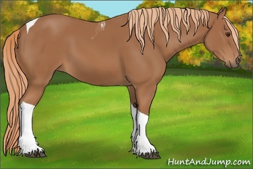 Horse Color:Unknown 