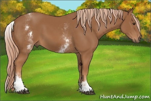 Horse Color:Unknown 