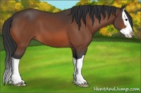 Horse Color:Bay Splash