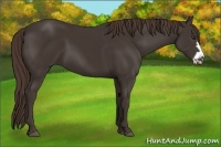 Horse Color:Liver Chestnut Frame 