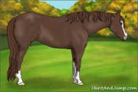 Horse Color:Liver Chestnut Sabino 
