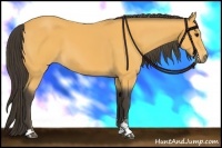 Horse Color:Buckskin Sabino