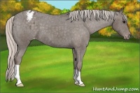 Horse Color:Silver Black Blanket 