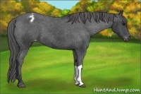 Horse Color:Black Appaloosa 