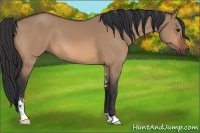 Horse Color:Bay Dun Sabino