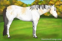Horse Color:White Spotted Buckskin Dun 