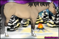 Horse Color:Buckskin Dun 