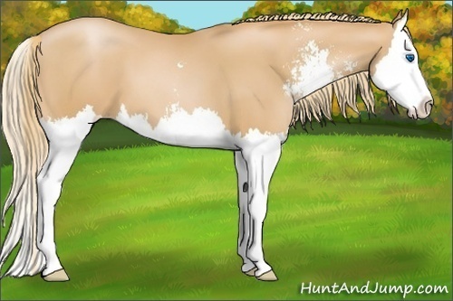 Horse Color:Chestnut Pearl Sabino Splash