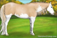 Horse Color:Chestnut Pearl Sabino Splash 