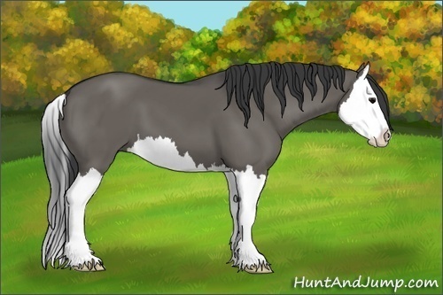 Horse Color:Grullo Splash 