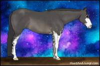 Horse Color:Black Sabino 