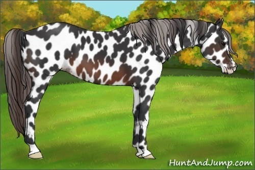Horse Color:Brown Appaloosa 