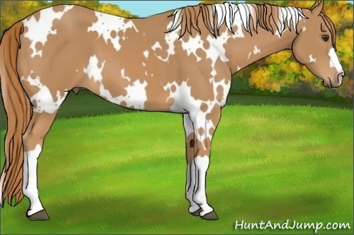Horse Color: White Spotted Chestnut 