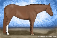 Horse Color:Chestnut 