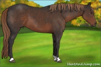 Horse Color:Liver Chestnut 