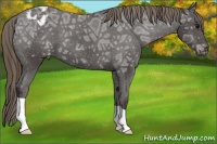 Horse Color:Smoky Black Ice Appaloosa