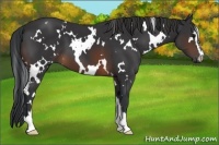 Horse Color:White Spotted Brown Sabino 