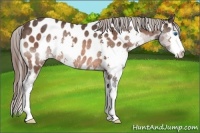 Horse Color:Brown Splash Near Leopard Rabicano 