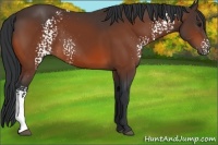 Horse Color:White Spotted Bay 