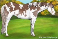 Horse Color:White Spotted Liver Chestnut Splash 