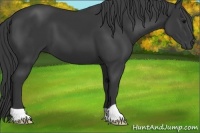 Horse Color:Black 