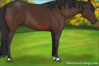 Horse Color:Brown 