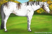 Horse Color:White Spotted Brown 