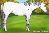 Horse Color:Brown Appaloosa