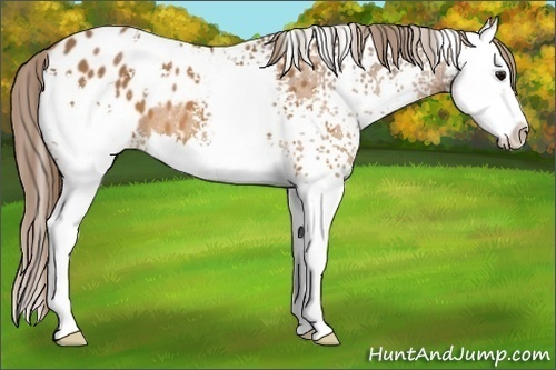 Horse Color: White Spotted Buckskin Splash Blanket 