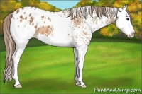 Horse Color:White Spotted Buckskin Splash Blanket 