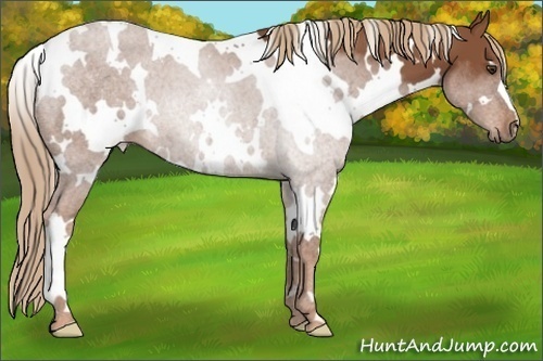 Horse Color: Unknown 