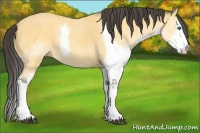 Horse Color:White Spotted Buckskin Splash 