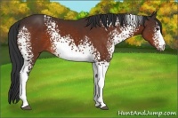 Horse Color:White Spotted Brown 