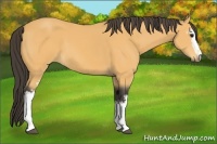 Horse Color:White Spotted Buckskin 