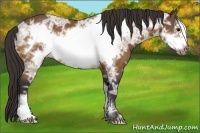 Horse Color:Buckskin Ice Frame 