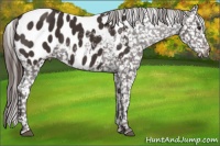 Horse Color:Liver Chestnut Near Leopard 
