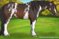 Horse Color:White Spotted Buckskin