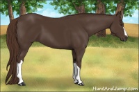 Horse Color:Liver Chestnut 