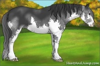 Horse Color:Black Splash