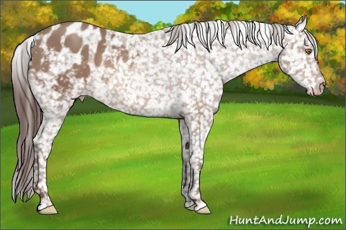 Horse Color: Sable Champagne Blanket 