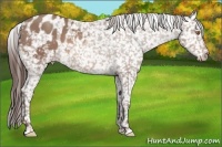 Horse Color:Sable Champagne Appaloosa 