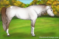 Horse Color:Gray Chestnut Tobiano 